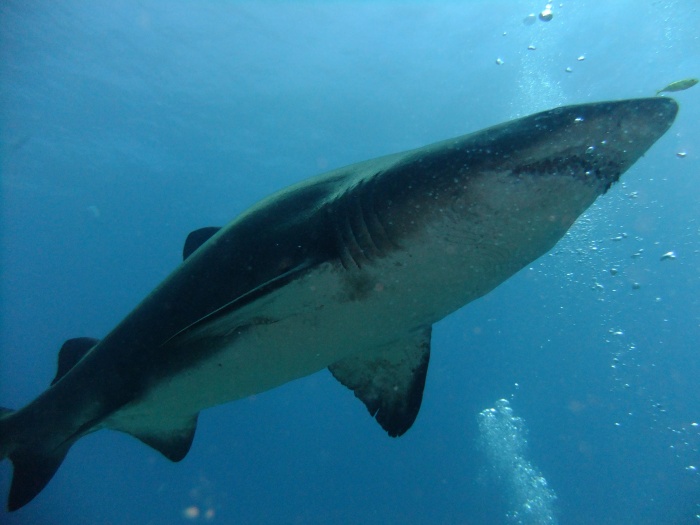 Zulu Scuba 1